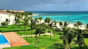 green palm trees near body of water