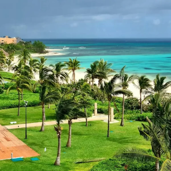 green palm trees near body of water