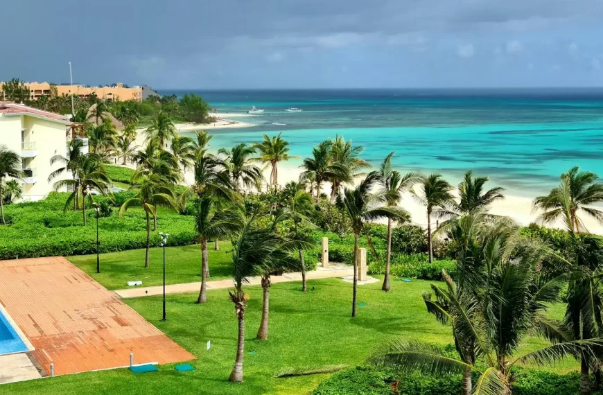 green palm trees near body of water